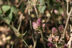 Nilgirianthus lupulinus